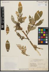 Foto von Salix aegyptiaca L.
